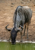 Antelope, Wildebeest Blue (3)