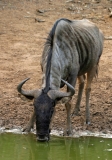 Antelope, Wildebeest Blue (3)