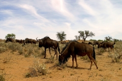 Antelope, Wildebeest Blue (4)