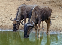 Antelope, Wildebeests Blue (5)