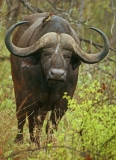 African Buffalo - 3