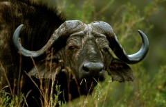 African Buffalo - 1