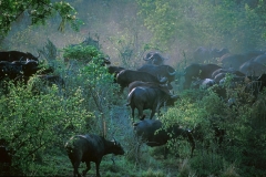African Buffalo - 4