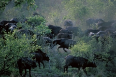 African Buffalo - 5