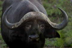 African Buffalo - 2