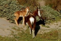 Bontebok & Calf - 1 Bontebok & Calf - 1