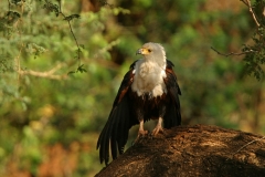African Fish Eagle - 1