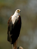 African Fish Eagle - 2