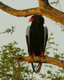 Bateleur