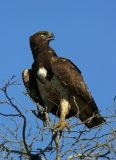 Martial Eagle - 1