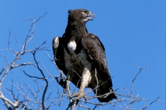 Martial Eagle - 2