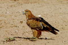 Tawny Eagle - 2