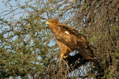Tawny Eagle -1