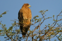 Tawny Eagle - 3