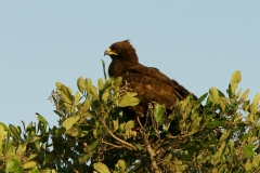 Wahlberg's Eagle (dark phase)