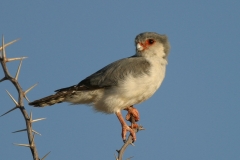 Pygmy Falcon