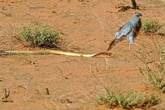 Southern Pale Chanting Goshawk (Cape Cobra) - 2