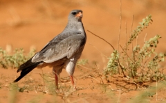 Southern Pale Chanting Goshawk -1