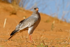 Southern Pale Chanting Goshawk -3