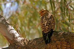 Greater Kestrel