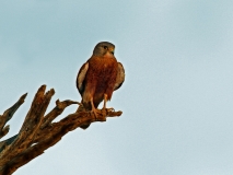 Rock Kestrel