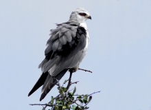 Black-shouldered Kite