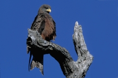 Yellow-billed Kite -2