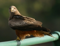 Yellow-billed Kit, -1