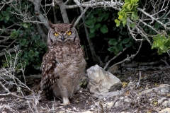 Spotted Eagle-Owl - 1