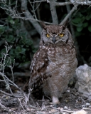 Spotted Eagle-Owl - 2