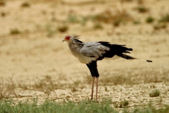 Secretarybird