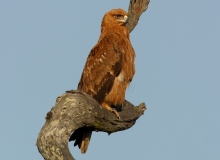 Tawny Eagle - 4