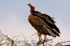 Lappet-faced Vulture