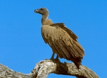White-backed Vulture - 3