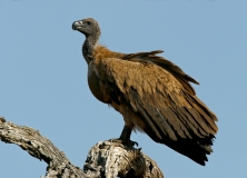 White-backed Vulture - 1