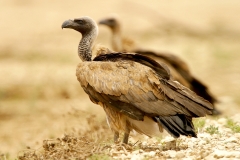 White-backed Vulture - 2