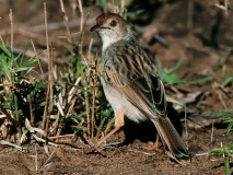Levaillant's Cisticola Levaillant's Cisticola