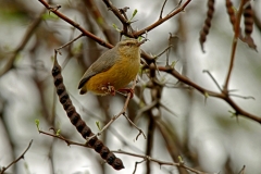 Long-billed Crombec Long-billed Crombec