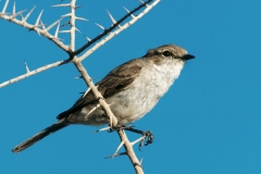 Chat Flycatcher - 2 Chat Flycatcher - 2