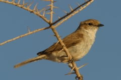 Chat Flycatcher - 1 Chat Flycatcher - 1