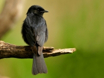 Southern Black Flycatcher Southern Black Flycatcher