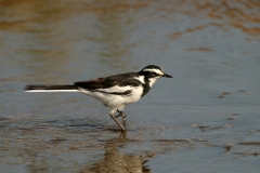 African Pied Wagtail - 3 African Pied Wagtail - 3