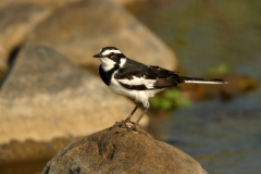 African Pied Wagtail - 2 African Pied Wagtail - 2