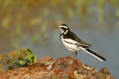 African Pied Wagtail - 1