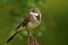 Cape Wagtail - 1