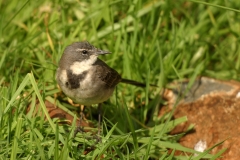Cape Wagtail - 2