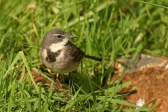 Cape Wagtail - 2 Cape Wagtail - 2