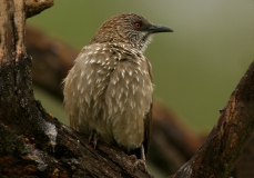 Arrow-marked Babbler - 3 Arrow-marked Babbler - 3