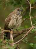 Arrow-marked Babbler - 1 Arrow-marked Babbler - 1