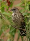 Arrow-marked Babbler - 2 Arrow-marked Babbler - 2